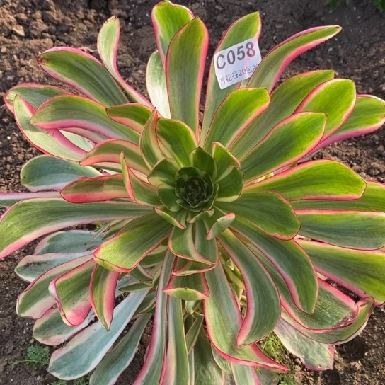 058红魔女多肉植物