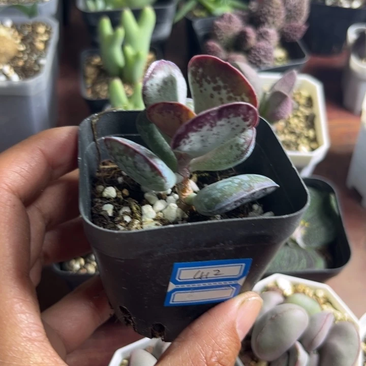 412 爱心水泡多肉