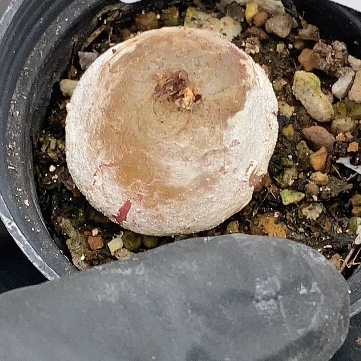 嘀*桃喜花园0131-92灯泡