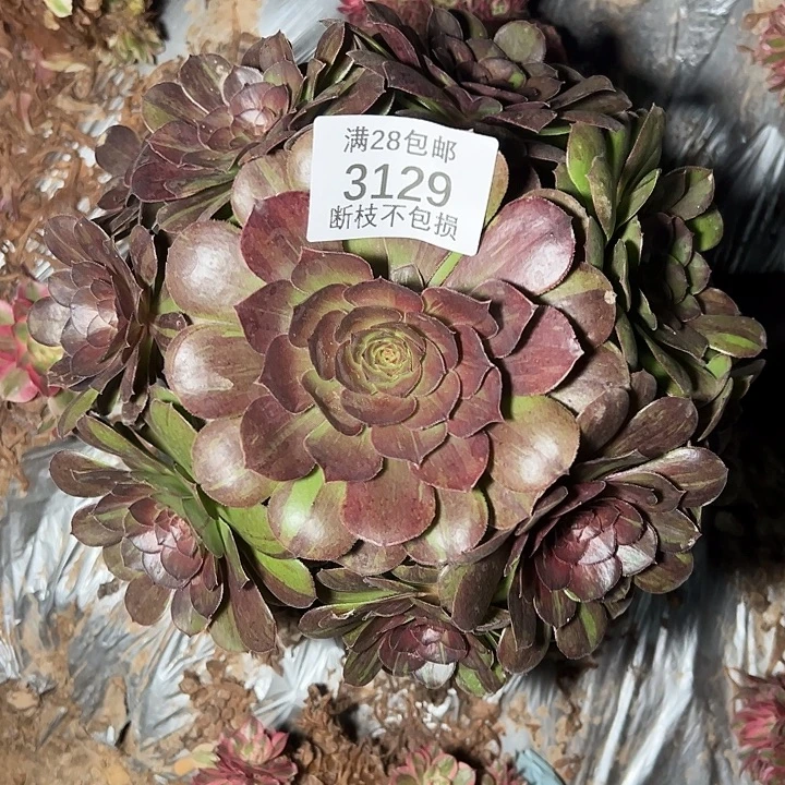 3129花月夜多肉植物