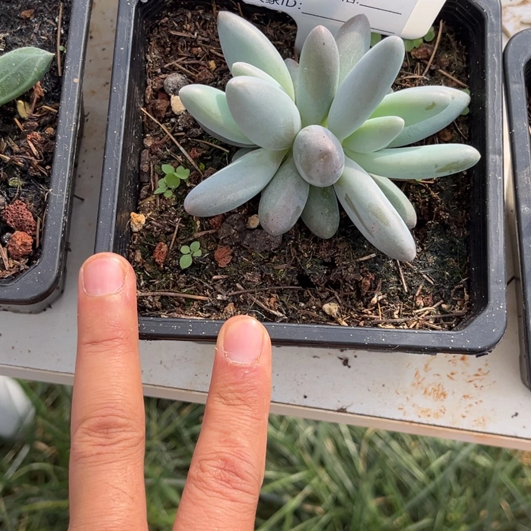 企鹅多肉植物696号