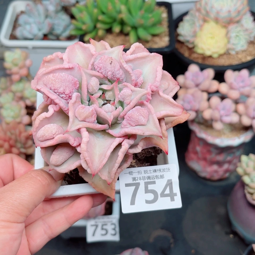 留财饺子皮多肉多肉多肉