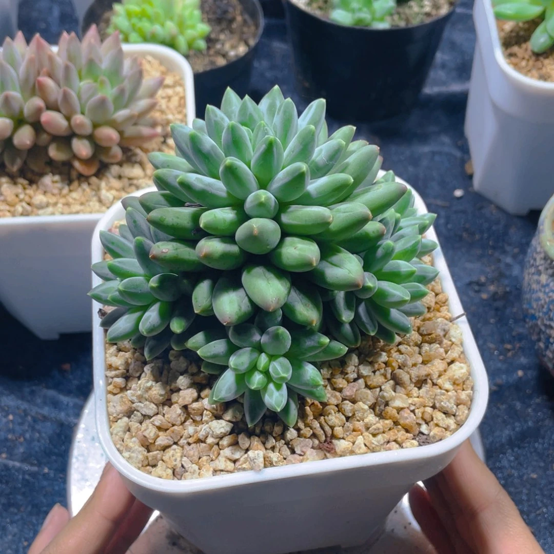 伊卡鲁斯多肉植物一棵