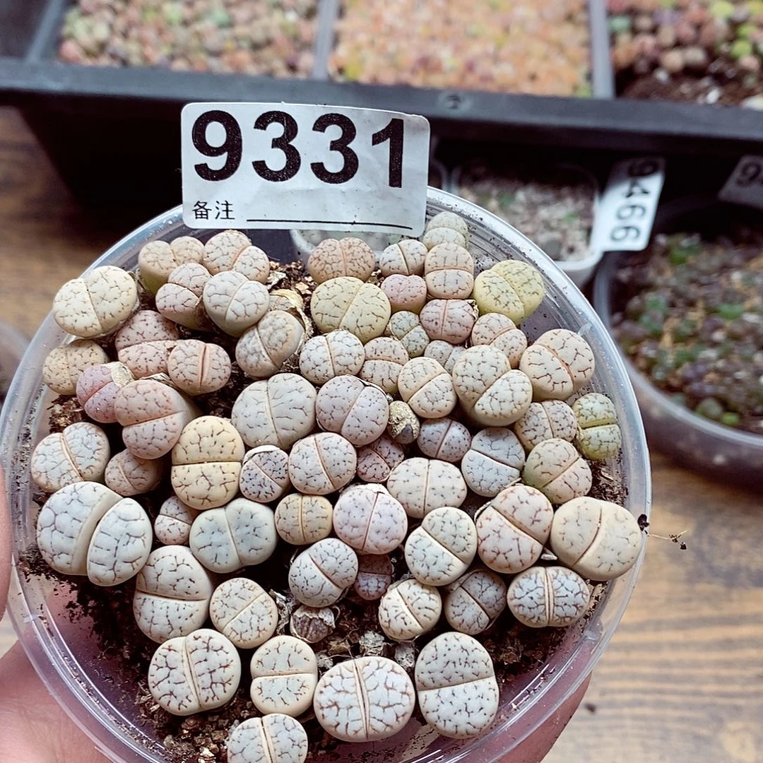 9331荒混啊啦啦咯
