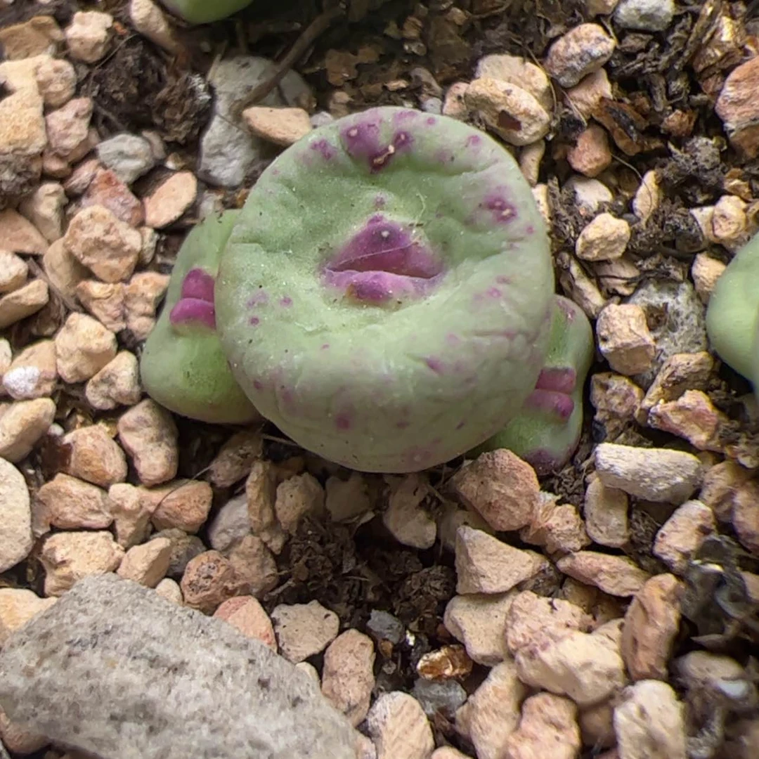 【闪购商品】000007嘴427