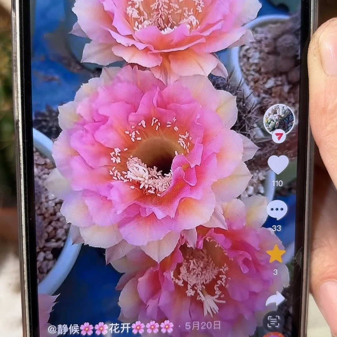 彩草99号6公分左右侧牙