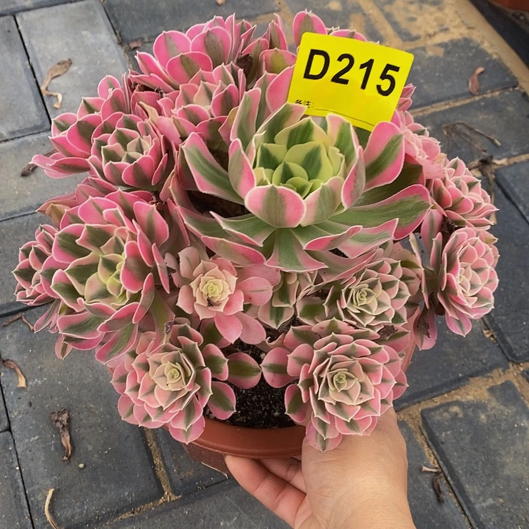 215女巫44444444444