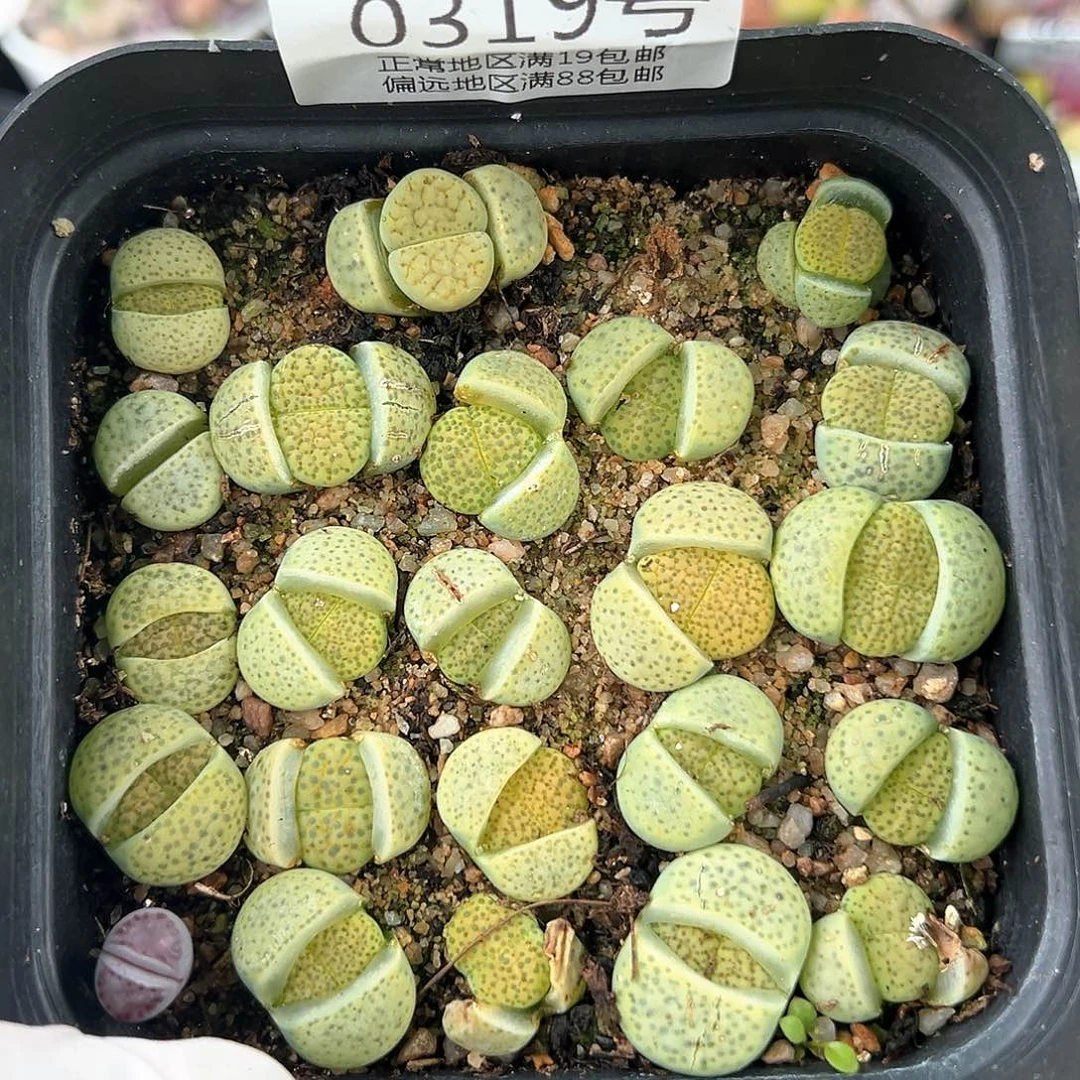 好养易活生石花大母本0319