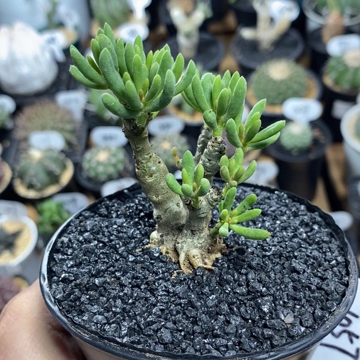 实生诱惑奇峰锦1057号 高度6cm