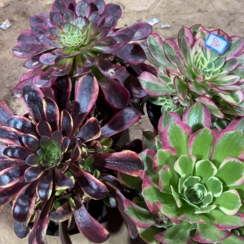 930多肉植物组合