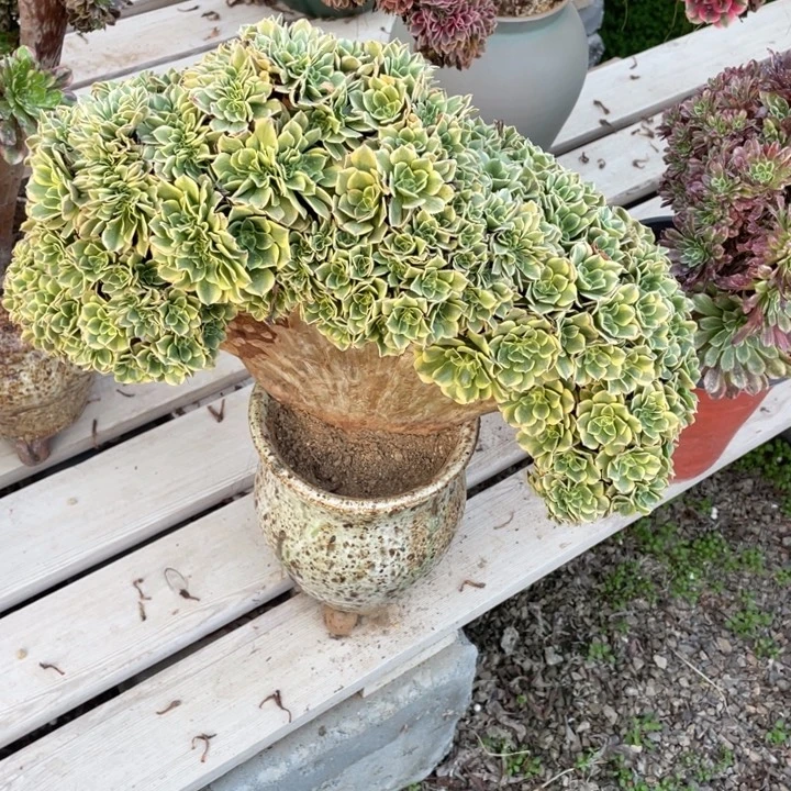 法师老桩缀化绿豆沙