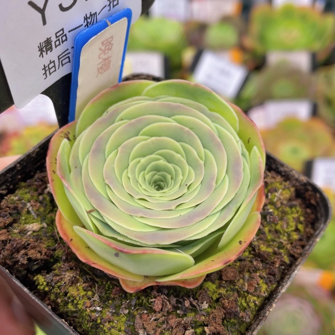 晚樱多肉福利379一物一拍