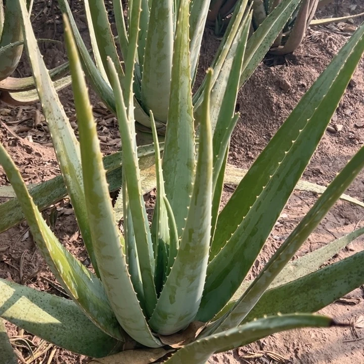 无花朵整颗20斤重，老桩芦荟