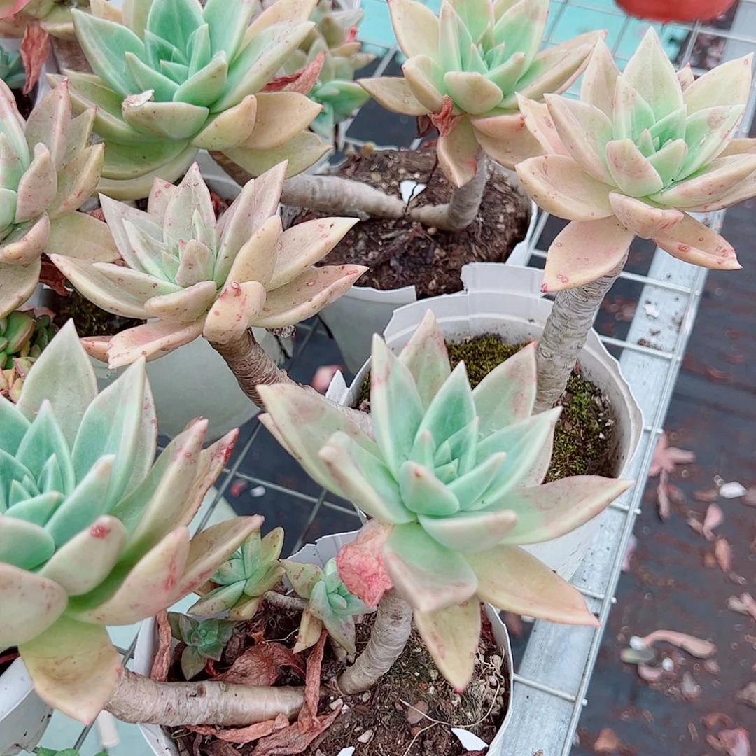 黄金表丽娜双头起发老桩两盆