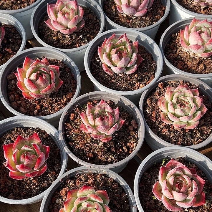 小单头惊鸿（原价5.8米）