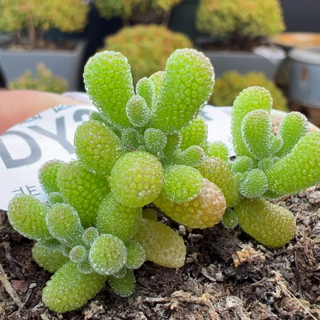 dy3624小可爱翡翠