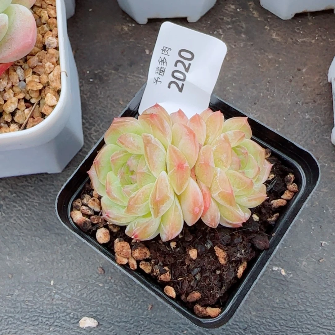 无尽灯，2020多肉植物
