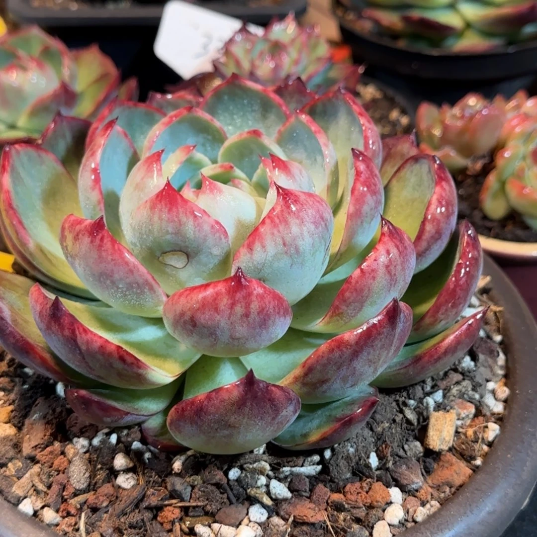 花脸惊鸿一物一拍包装收缩花旱有瑕疵401