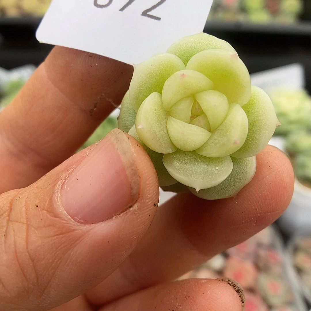 一物一拍一物一拍925-892