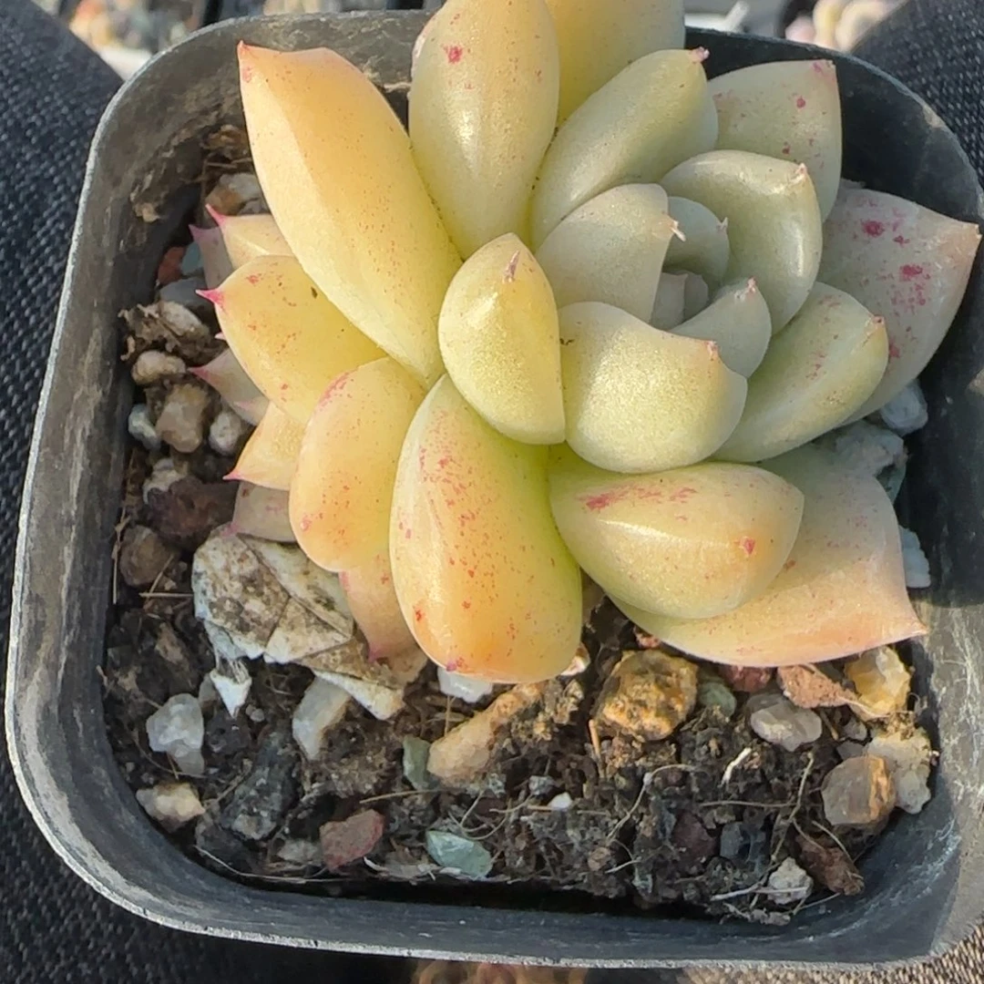 多肉小卡拉米糖心一物一拍