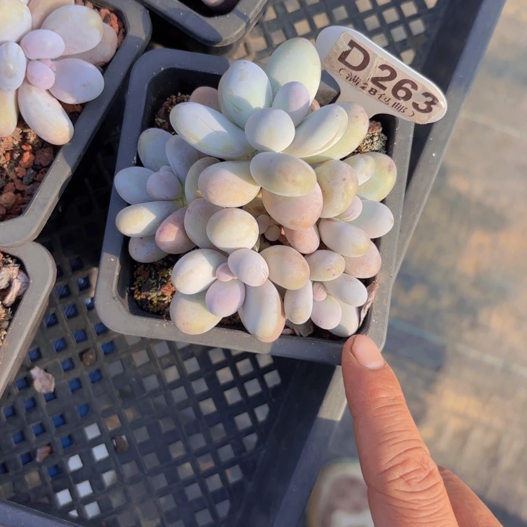 D263奶酪一物语拍