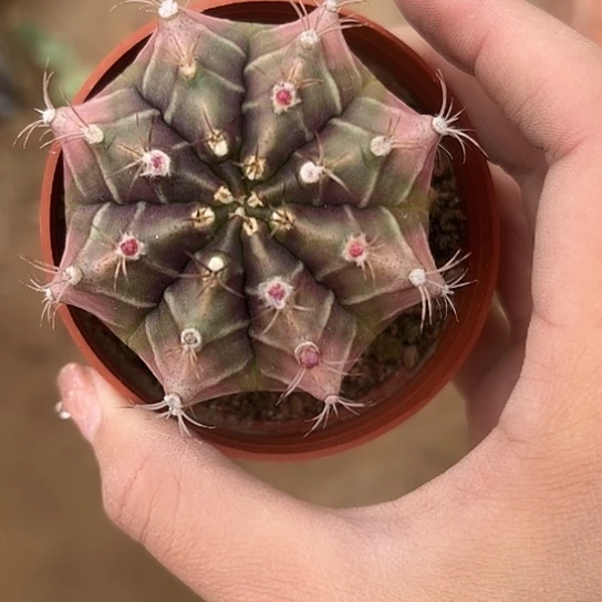 柏****)实生球56788999