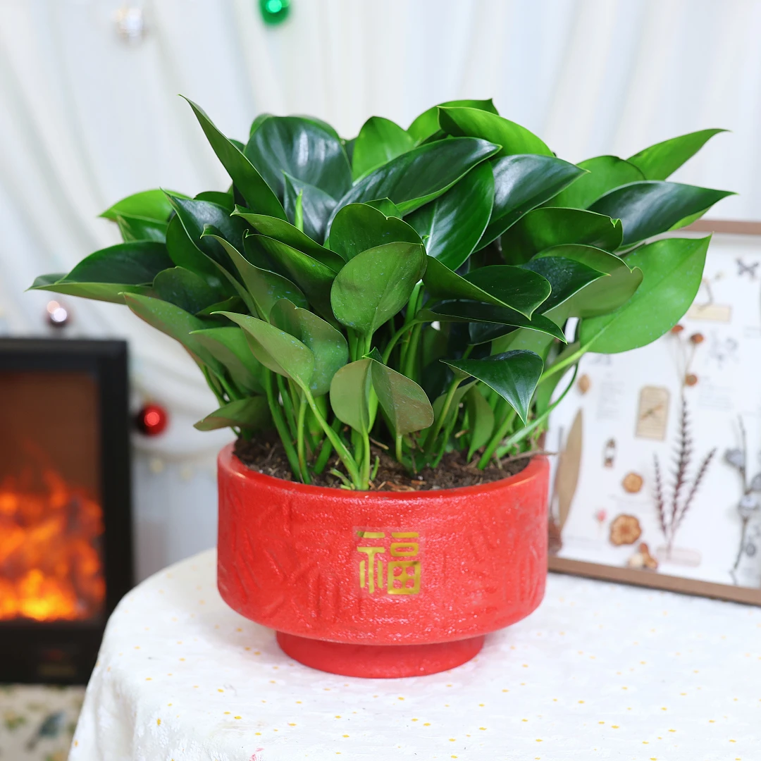 【金钻绿公主】好养懒人盆栽四季常青客厅绿植