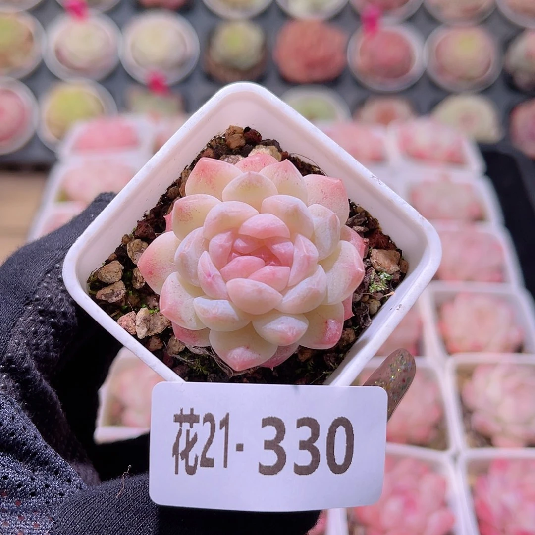 花利美21-330明月心