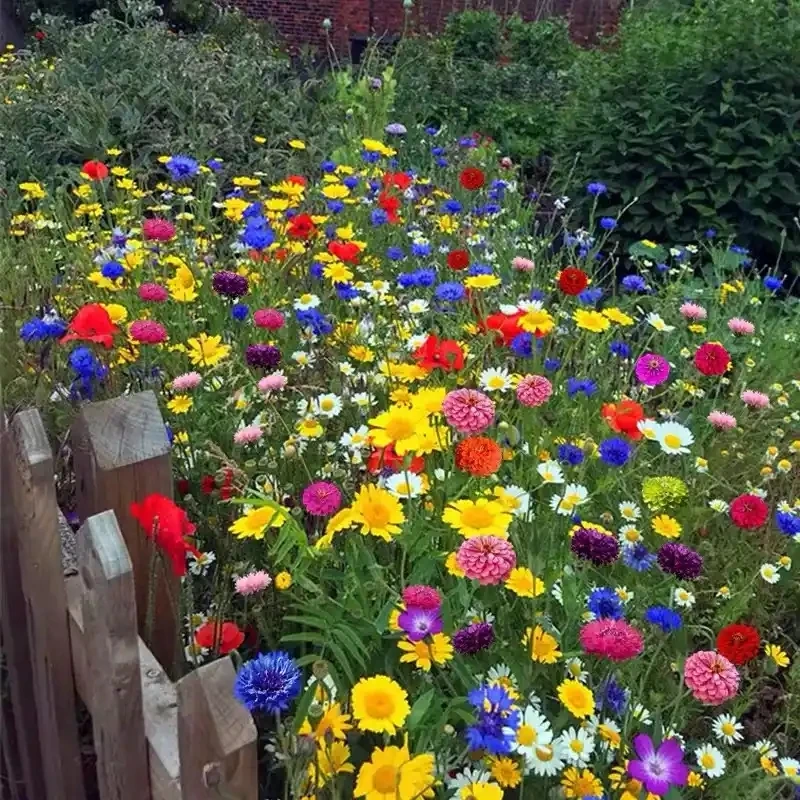野花组合，花卉组合