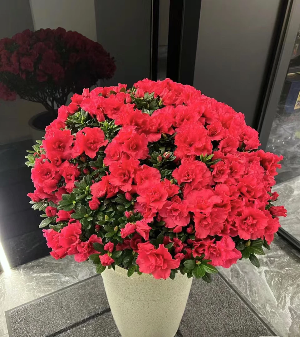 中国红比利时杜鹃花