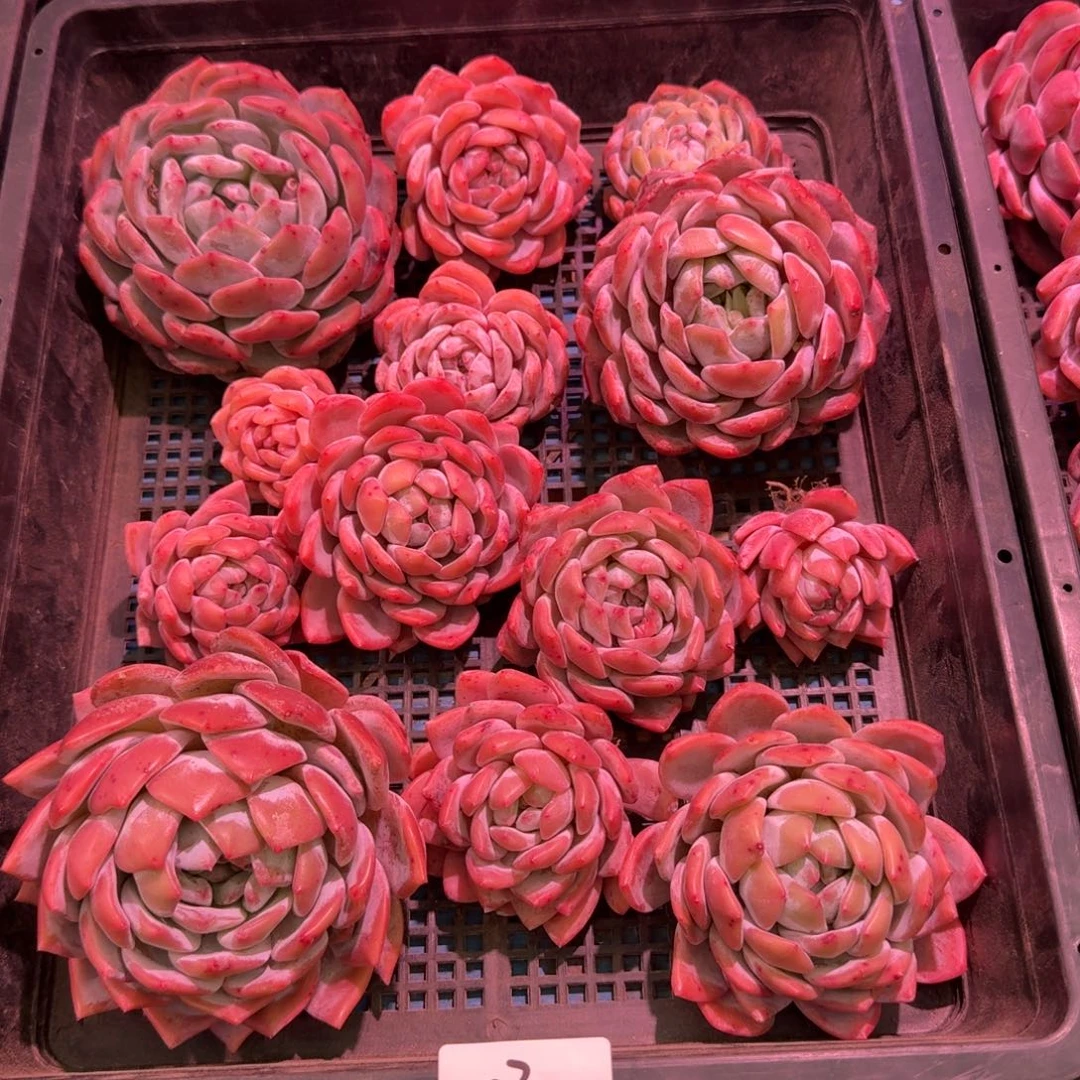 03橙梦露一筐脱土发货