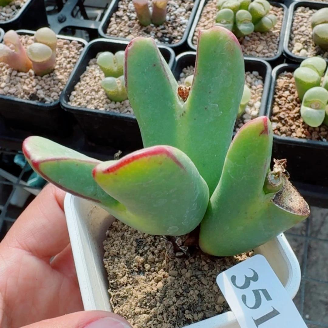 3516瑕疵特价三头福利