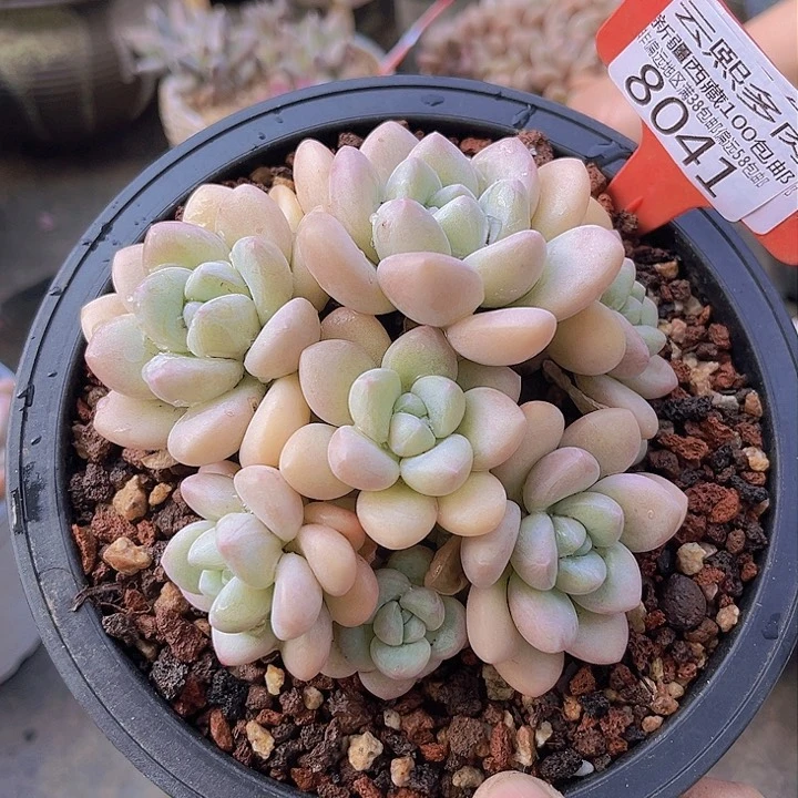 8040泡泡糖。