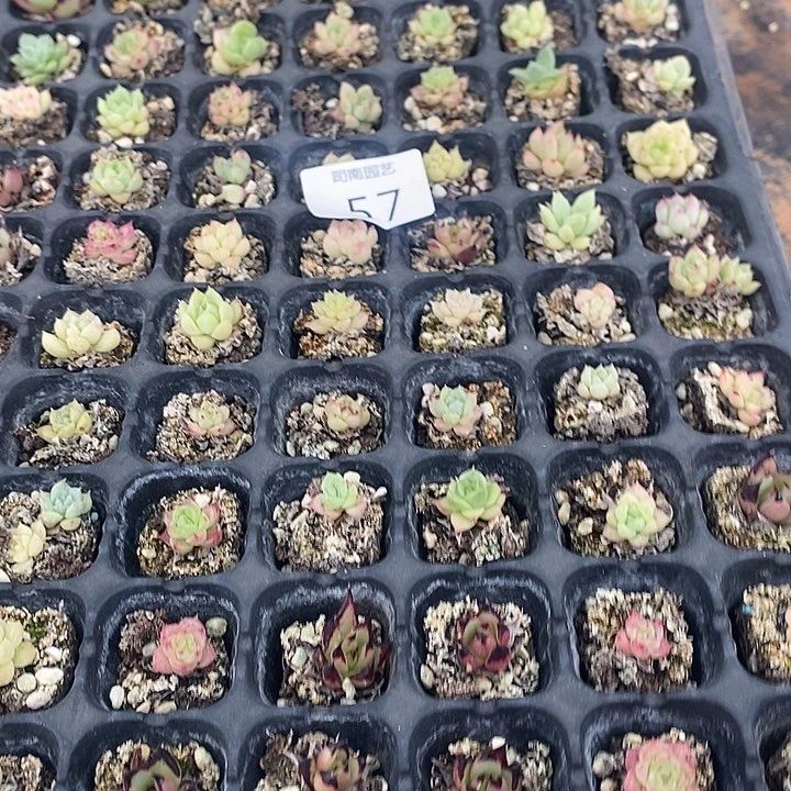 57 特价不售后多肉植物盆栽花卉