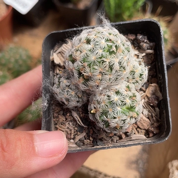 当前无花栽培后可以开花955仙人球开花植物