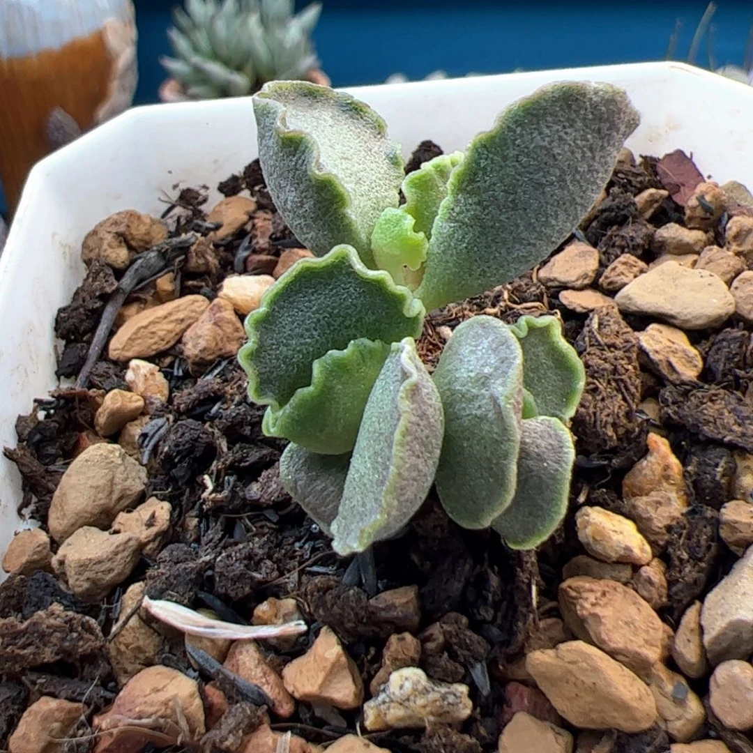 日***面包菜饺子。