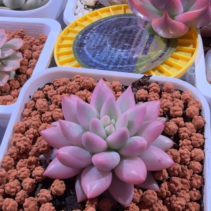 红蜻蜓锦多肉植物