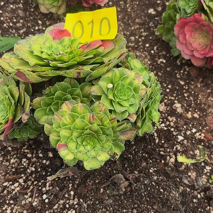 *****多肉植物福利010个