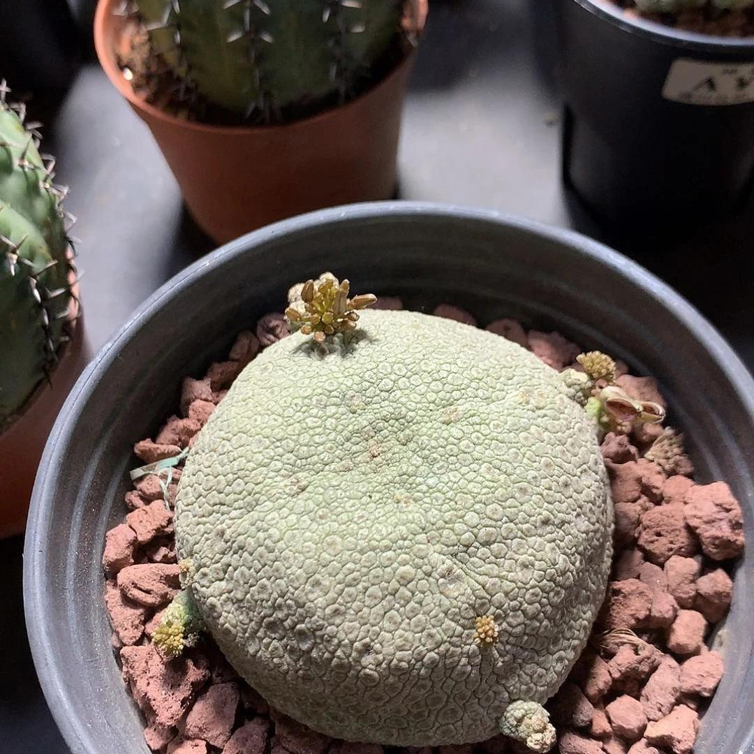 不***腻690凝蹄玉 。
