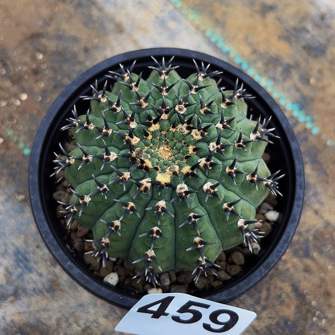 无花朵福利自根黑刺风头459