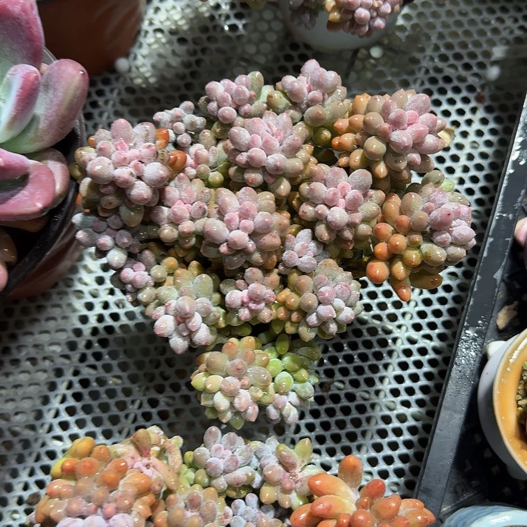 婴儿手指多肉植物精品