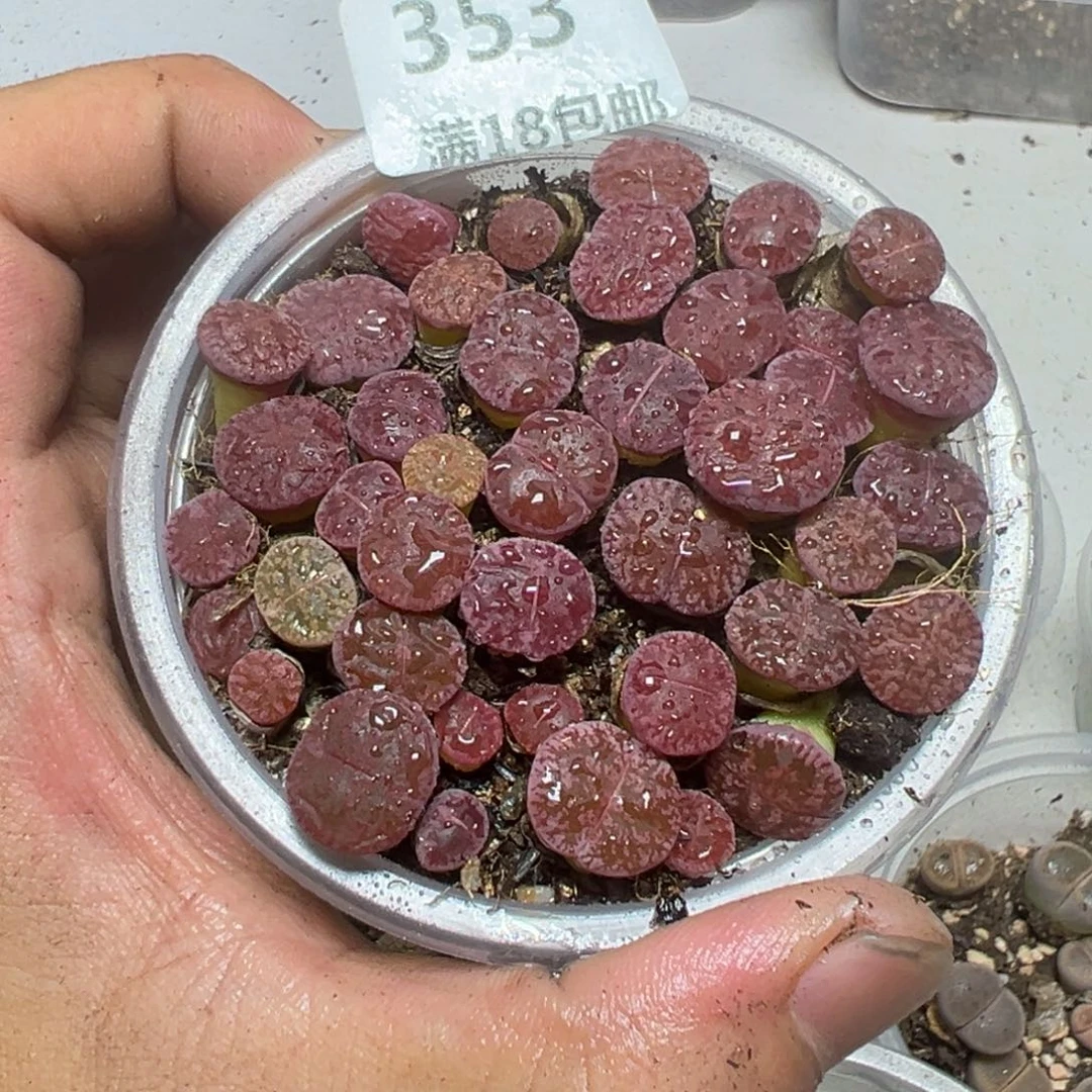 【闪购商品】 353。