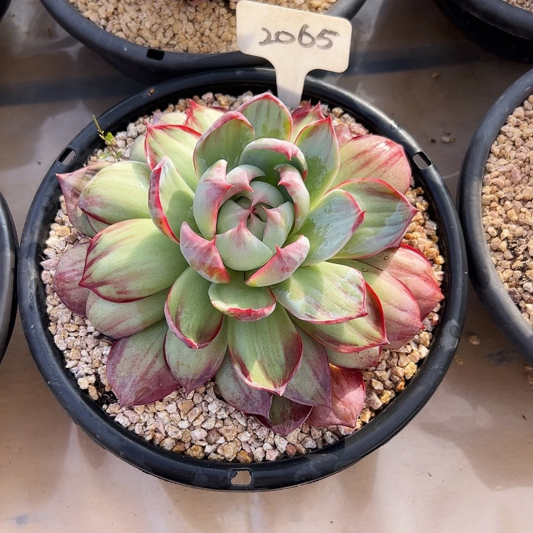 ℳ****惊鸿仙子一物一拍2065号