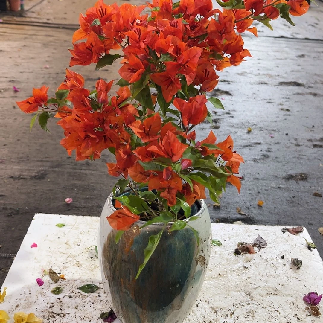 大部分花苞少量开放红桑巴掌中宝一颗