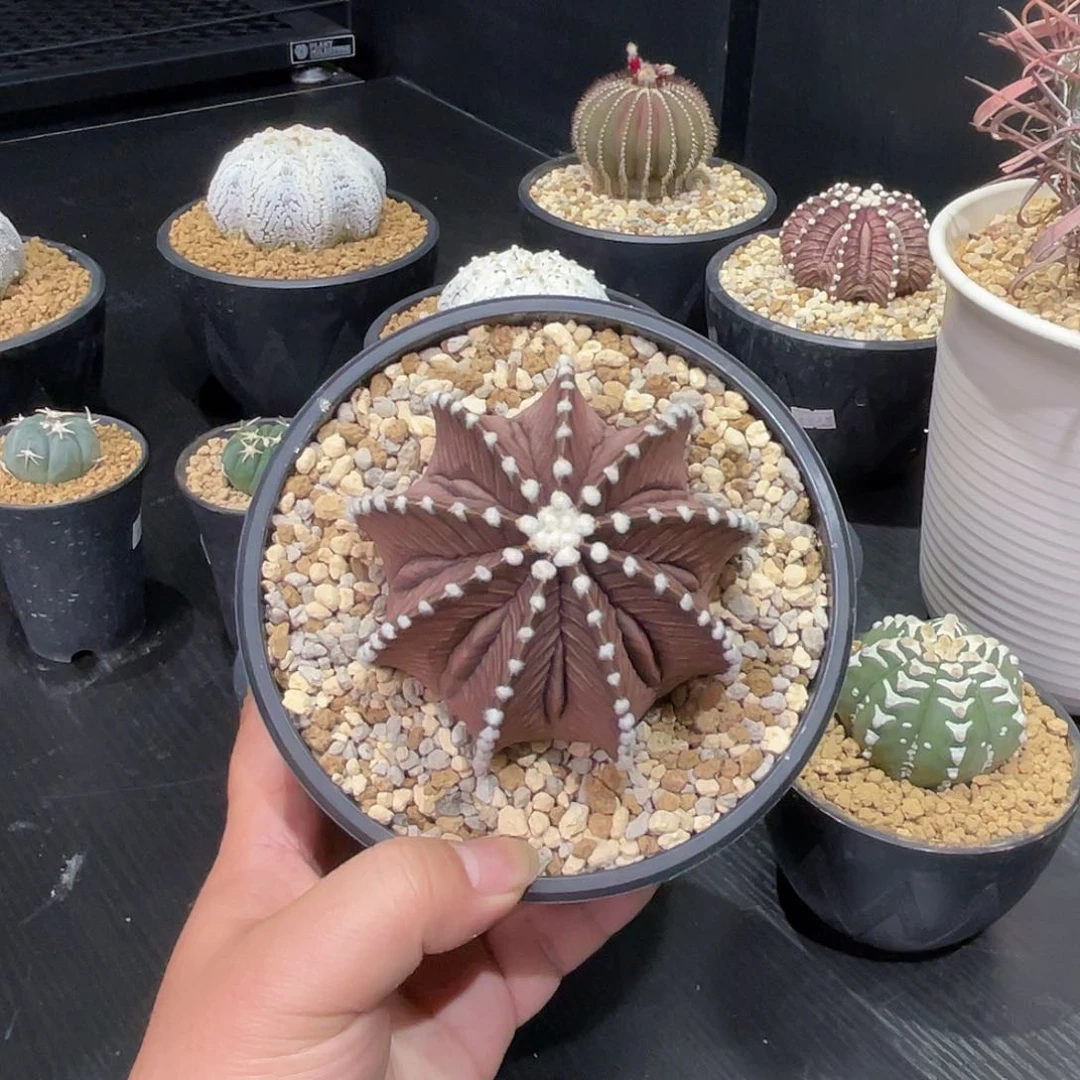 无刺肋骨带盆包邮