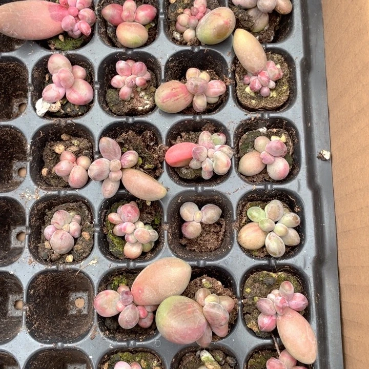 糖果拉丝锦随机发满18haiyiy