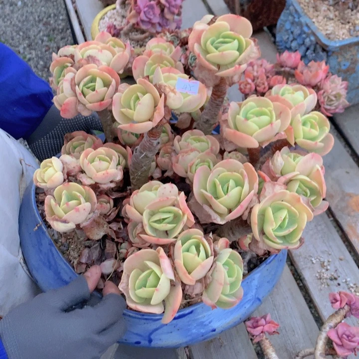 无**予一物一拍脱土洛根发货45