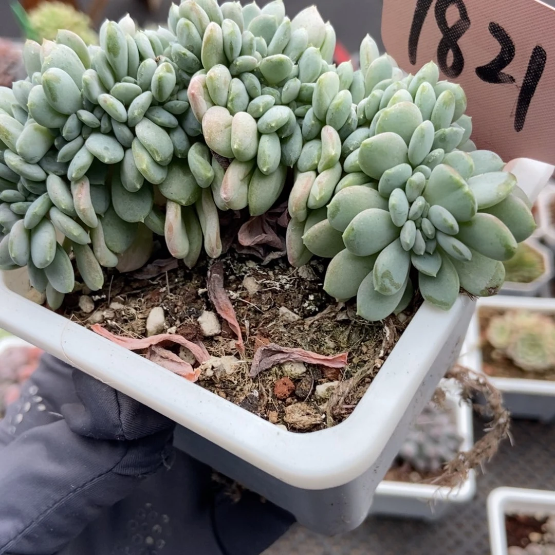 1821粉珍妮缀多肉植物