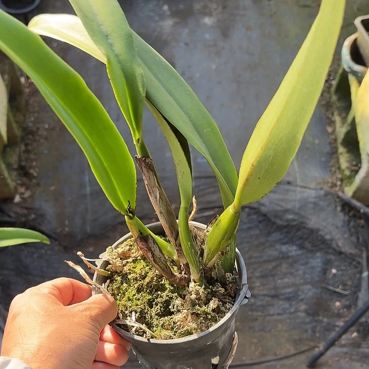 完全开放金奖特里