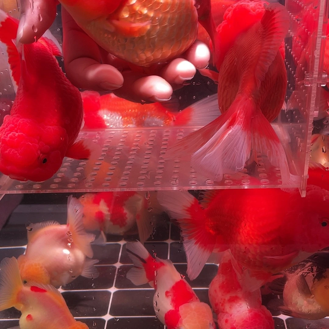 瑾***娘4545456565656767667676